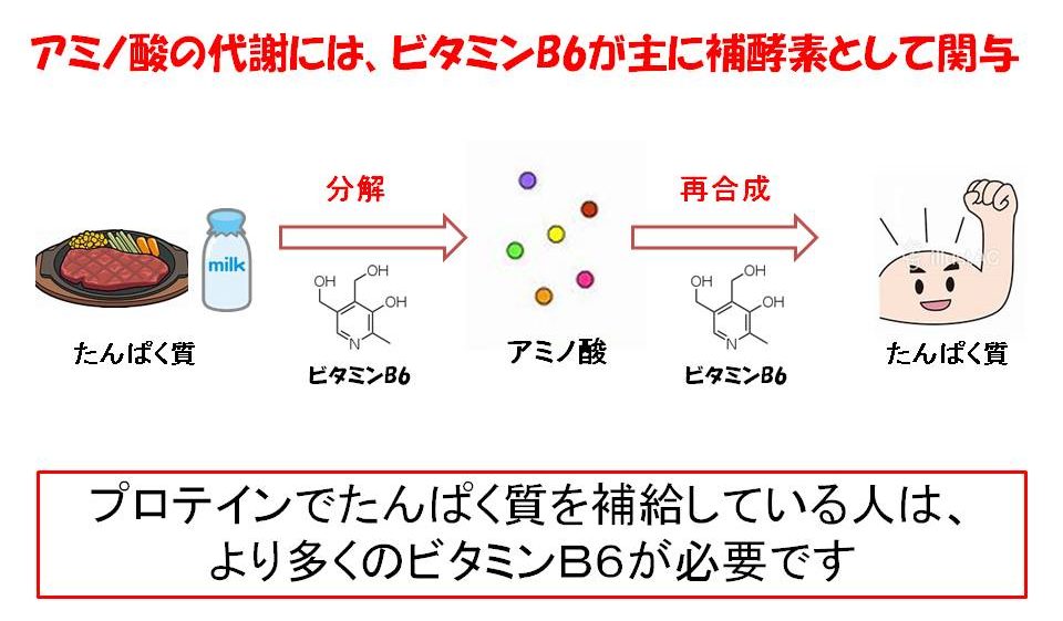 ビタミンＢ６とアミノ酸