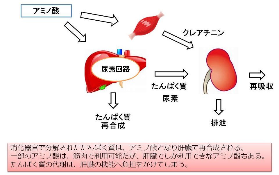 アミノ酸代謝と肝臓の働き